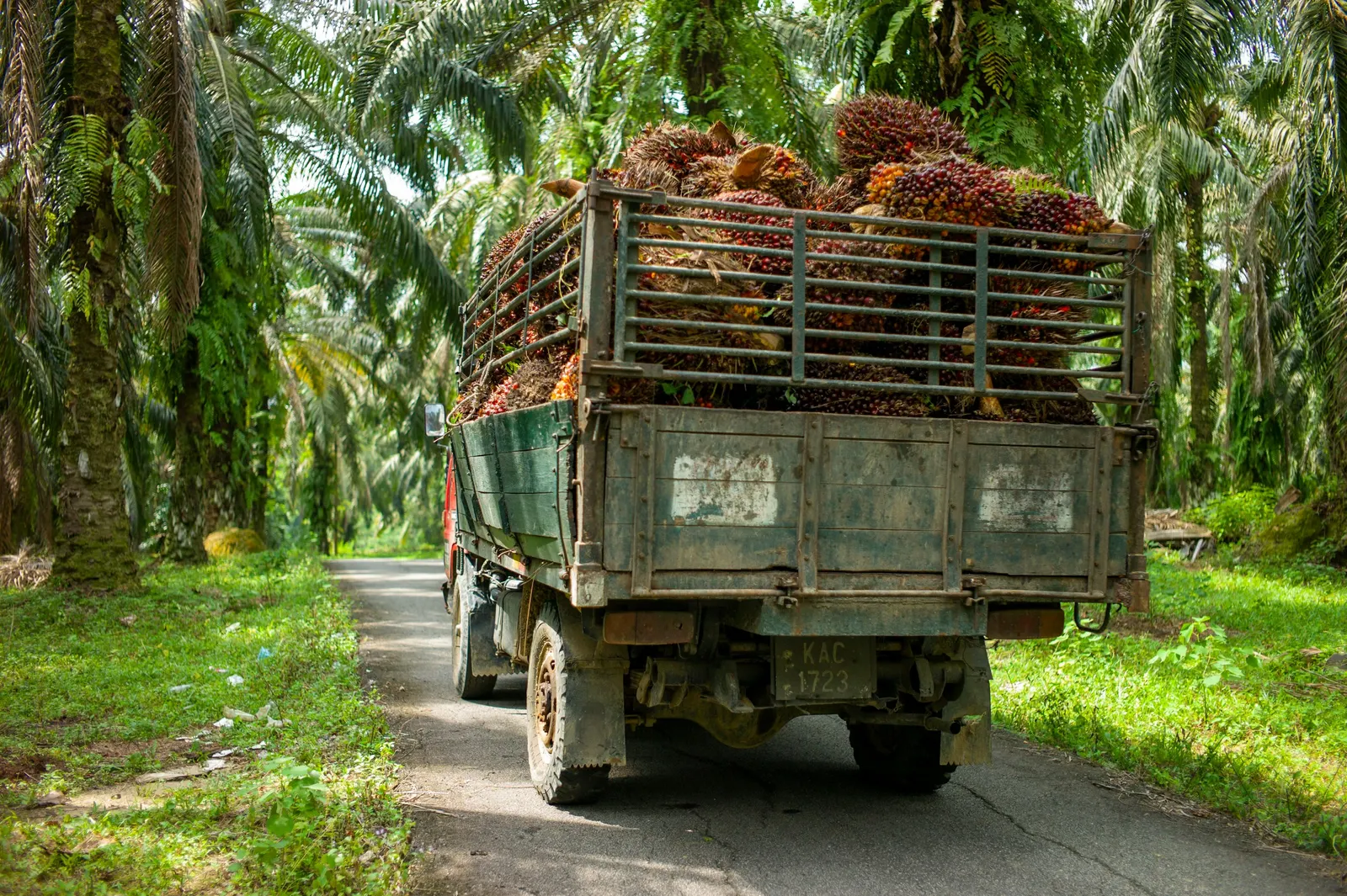 Lorry loaded with oil palm fresh fruit bunches on a plantation road
